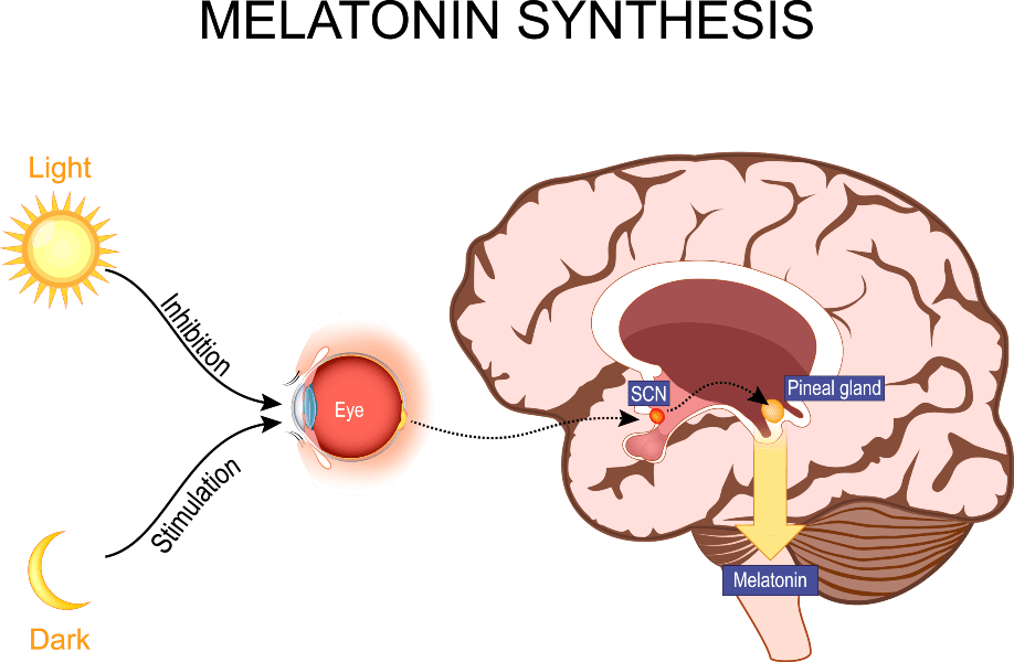 Chart outlining melatonin synthesis for circadian cycles.